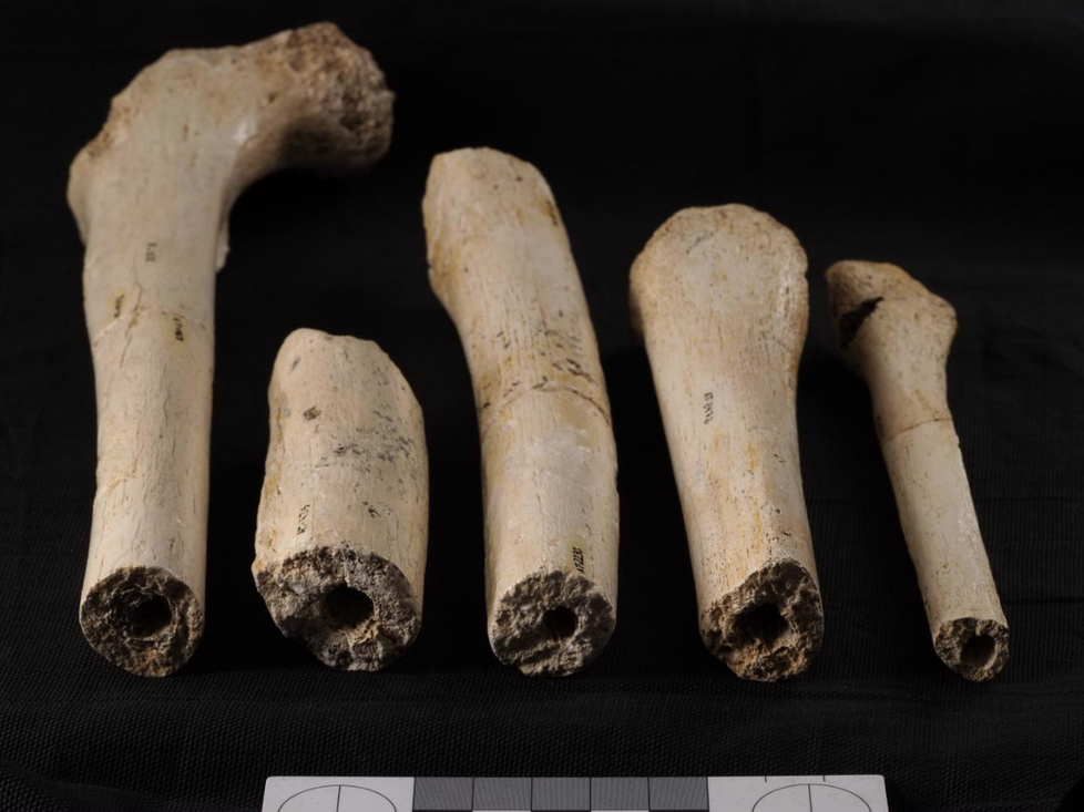 Un nuevo estudio ratifica que los carnívoros no intervinieron en la acumulación de restos humanos en la Sima de los Huesos