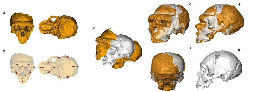 Aconsegueixen reconstruir el crani de l’home d’Altamura, un Neandertal de fa 150.000 anys