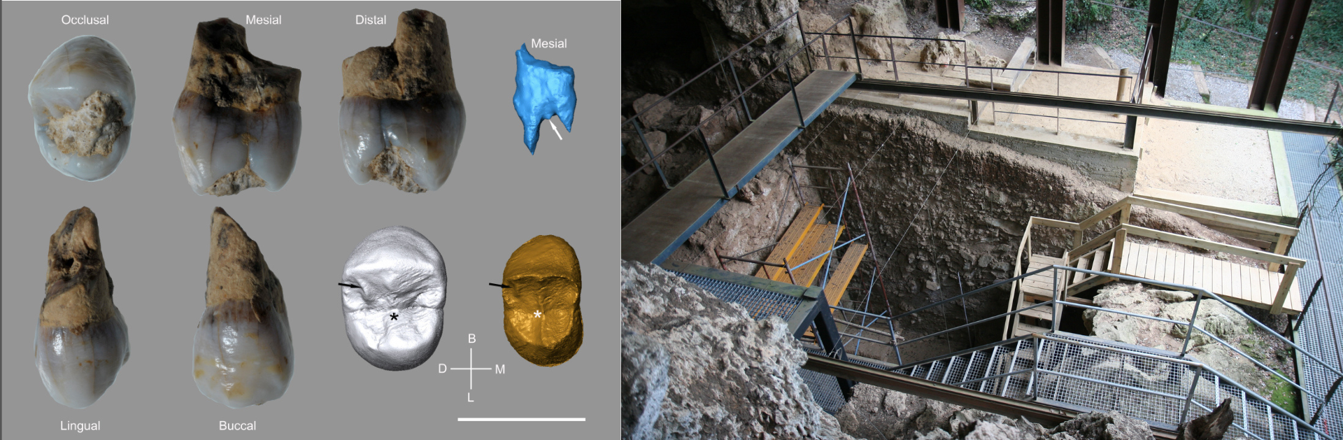 Discover Neanderthal remains in the Arbreda cave (Serinyà, Girona)