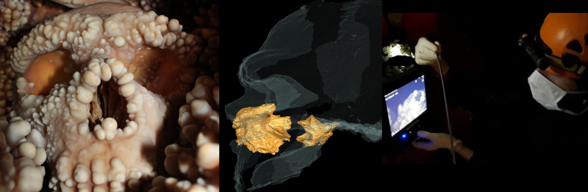 The unprecedented state of preservation of a fossil from Southern Italy