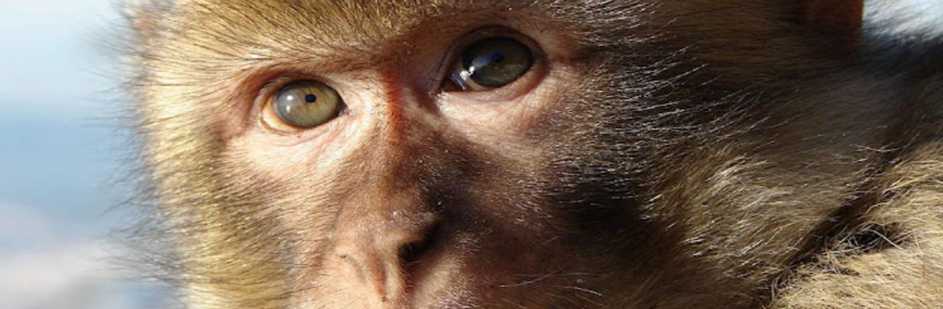 The diet of a fossil macaque in Africa is reconstructed for the first time