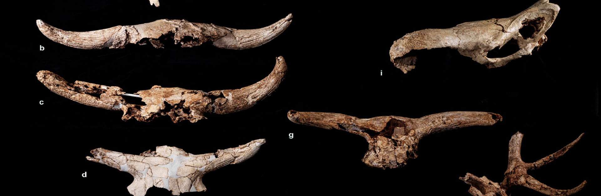 Un santuario de caza en Pinilla del Valle confirma que los Neandertales tenían capacidad simbólica