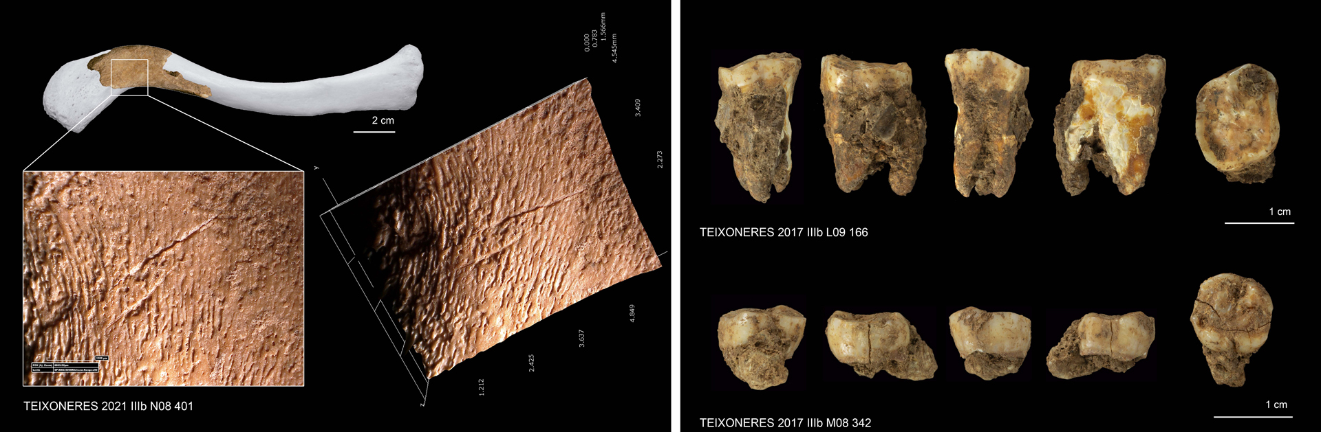 Canibalismo entre los Neandertales de las Cuevas del Toll de Moià