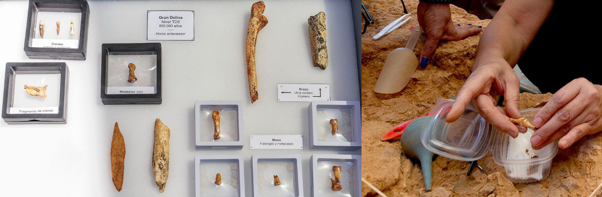 Atapuerca tanca una nova campanya amb més restes d’Homo antecessor