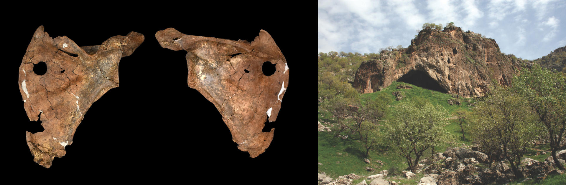 Una ferida de fa 75.000 anys podria ser la primera evidència d’un neandertal mort per una llança de fusta
