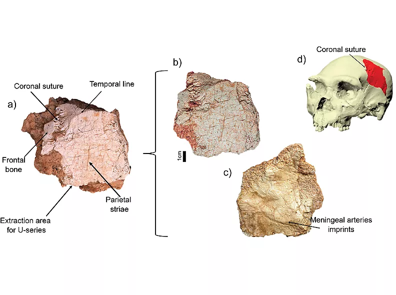 Descobreixen al jaciment de Ruidera un fòssil cranial del gènere Homo de més de 200.000 anys