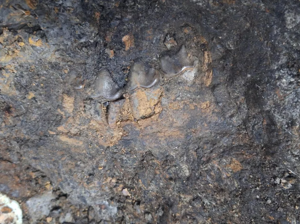 Mandíbula de hiena del yacimiento de Baza-1