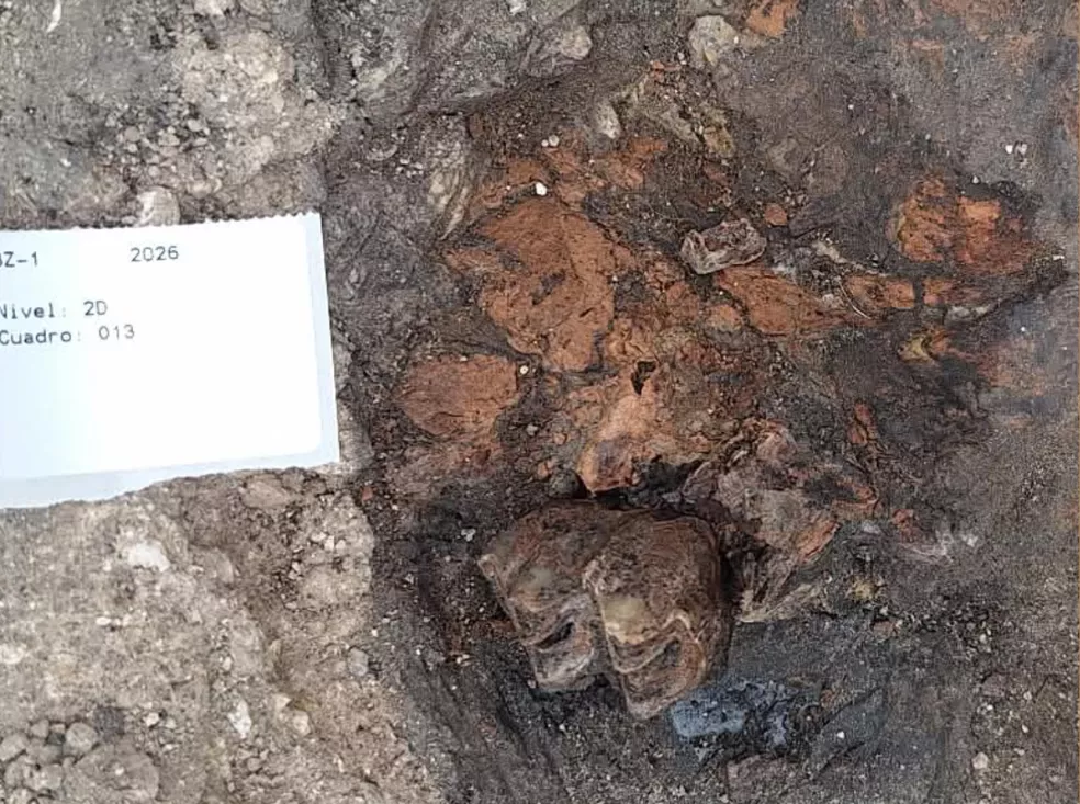 Descubren restos de jirafas y hienas de hace 4,5 millones de años en el yacimiento paleontológico de Baza