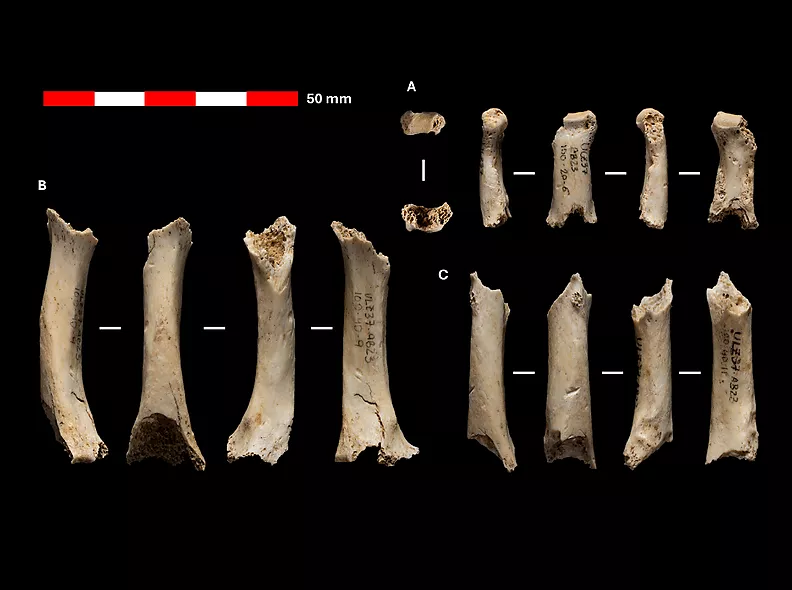 Descoberts a Navarra els primers fòssils neandertals: restes d’una mà de fa 46.000 anys amb ADN conservat